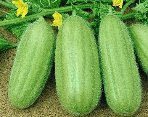 NIKA SEEDS - Seeds Vegetable Cucamelon (Cross Cucumber and Melon) Vine - 20 Seeds