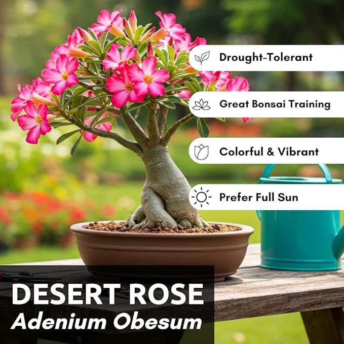 20 Mixed Color Desert Rose Seeds to Grow | 20 Seeds | Adenium Obesum Seeds to Grow.. Exotic Bonsai Plant