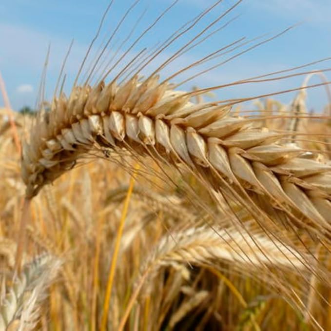 3 Pound Rye Cover Crop Seeds, Rye Grass Seeds for Lawn, Outdoor Growing, Fast-Growing Grass Seed