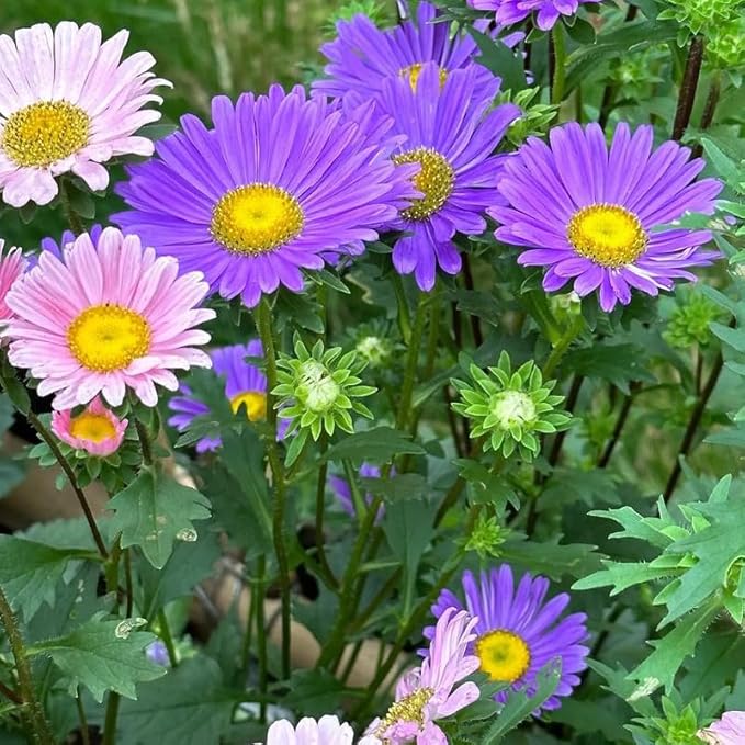 Mixrug Mix Cosmos Seeds for Planting, 1000pcs Rare Perennial Cosmos Flower Seeds, Heirloom Non-GMO Open Pollinated Wildflowers for Home Garden Outdoors
