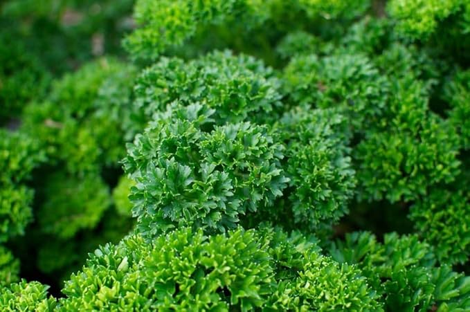 NIKA SEEDS - Seeds Herb Curly-Leaf Parsley Paramount Green - 2000 Seeds