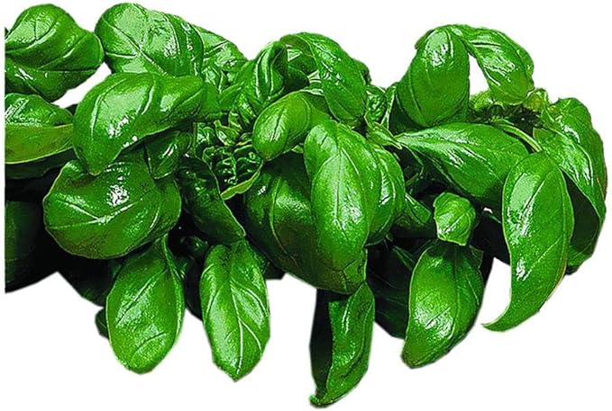 Park Seed Basil Herb Plant Seeds, Easy to Grow, Variety of Colors, Spring Garden, Italian Large Leaf, Pack of 400