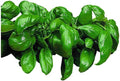 Park Seed Basil Herb Plant Seeds, Easy to Grow, Variety of Colors, Spring Garden, Italian Large Leaf, Pack of 400