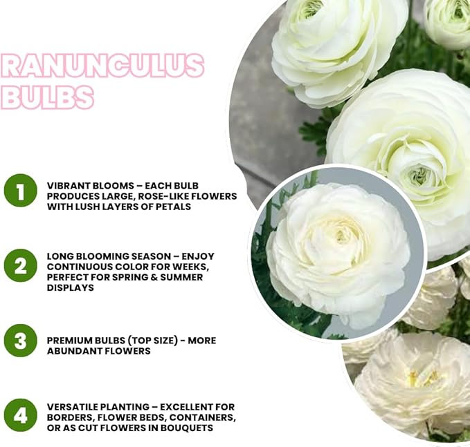 Set 50 Ranunculus Bulbs for Planting, White Ranunculus Corms Bulk, Butterfly Ranunculus Flowers Bulbs Spring Fall, Peony Buttercup Ranunculus