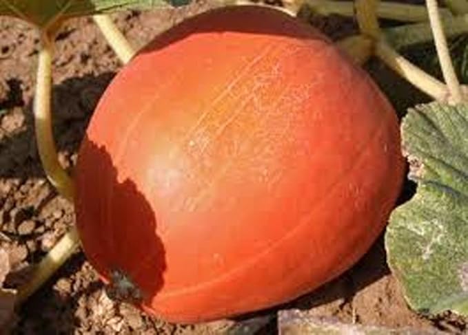 Pumpkin, Jack O Lantern Pumpkin Seeds, Heirloom, Non GMO, 100 Seeds