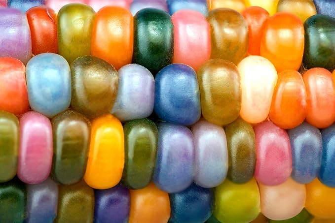 Glass Gem Indian Corn Seeds for Planting - 25+ Seeds - Vibrant Translucent Kernels - Grown in Iowa - Non-GMO