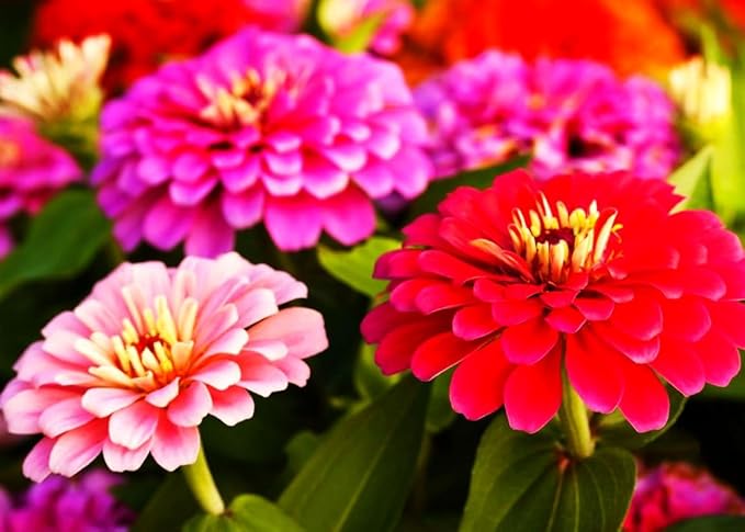 200 Pcs Pink Zinnia Seeds - Heirloom Perennial Non-GMO Outdoor Indoor