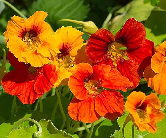 13,000 Pollinator Attracting Wildflower Seeds - 1 Ounce - Attracts Bees, Butterflies, and Other Beneficial Insects, Bees Knees Mix