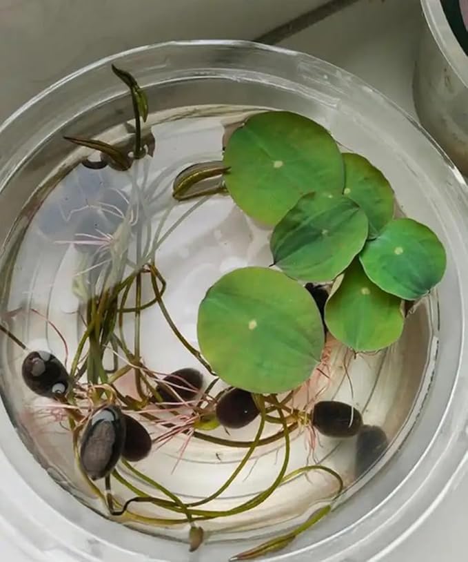 30 PCS Bowl Lotus Seeds Bonsai Lotus Seeds for Planting Water Lily Pink Purple Red Flower Aquatic Plants Seed Pond Plants Non GMO Home Garden Flowering