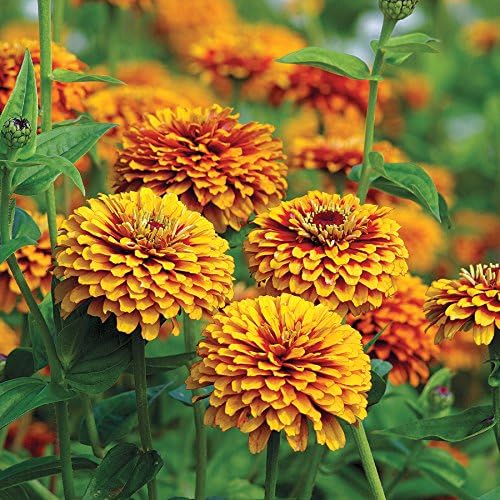 Park Seed Zinnia Seeds, Planting Flowers, Easy to Grow, Non-GMO, Perfect for Spring Garden, Crouching Tiger, Pack of 50