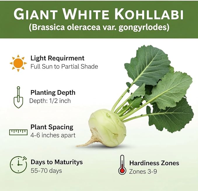 Giant White Kohlrabi Seeds for Planting - Plant & Grow 300 Heirloom Kohlrabi Seeds Home Outdoor Garden - Great Gardening Gift, 2 Packets