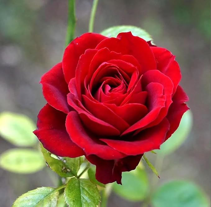 100PCS Red Rose Seeds Perennial Open-Pollinating Deciduous Beautiful Blooming Flower Seeds for Planting Garden