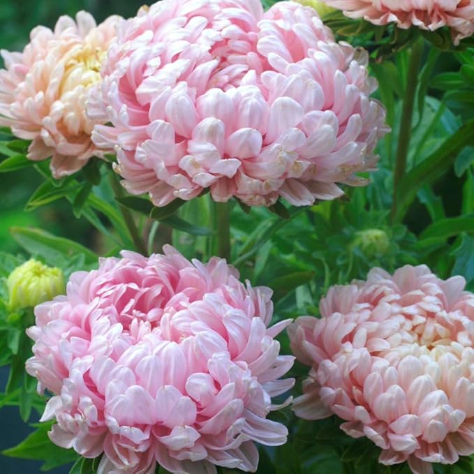 Outsidepride Mix Aster Seeds - 1,000 Pcs Perennial, Hardy & Pollinator Friendly Flower Seeds for Planting Vibrant Daisy-Like Petals, Ideal for Meadows & Aesthetic Gardens