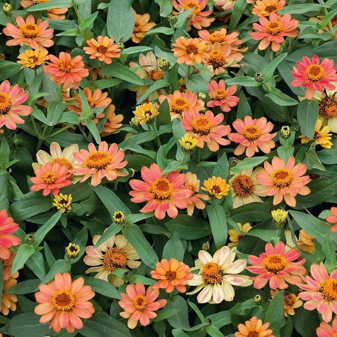 Eden Brothers Zinnia Seeds - Profusion Apricot, Non-GMO Seeds for Planting, Packet | Low-Maintenance Flower Seeds, Plant During Spring, Zones 2, 3, 4, 5, 6, 7, 8, 9, 10