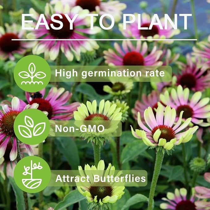 100+ Green Twister Coneflower Flower Seeds for Planting Outdoor-Rare Echinacea Purpurea 'Green Twister' Flower Plant Seeds for Garden Home Deer Resistant Non-GMO