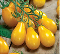 Yellow Pear Tomato Seeds - Delicious Tomatoes for Home Growing