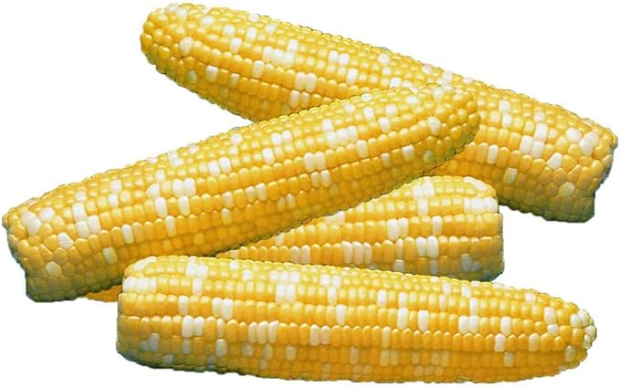 Park Seed Variety of Corn Seeds, Non-GMO Vegetable Seeds for Planting, Easy to Grow, Perfect for Harvesting, Serendipity Triplesweet Hybrid, Pack of 200