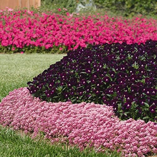 Outsidepride Easter Bonnet Deep Pink Alyssum Seeds - 2000 Pcs Annual, Drought-Tolerant & Pollinator-Friendly Ground Cover Seeds w/Fragrant Honey Blooms for Low-Growing Xeriscaping & Outdoor Planting