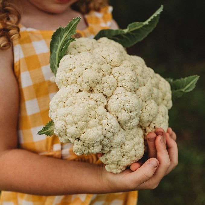 Amazing Cauliflower - 50 Seeds - Reliable Easy Growing Cauliflower Variety, Large White Crowns, Non-GMO Heirloom Cauliflower Seeds for Planting in The Home Garden, Thresh Seed Company