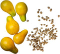 Cherry Tomato, Yellow Pear (Solanum lycopersicum) 150 Organic Seeds (0.5 Grams) by Smoke Camp Crafts - Heirloom Yellow Pear