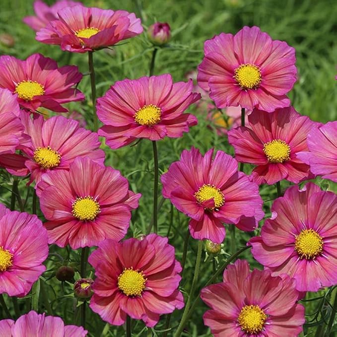 Park Seed Cosmo Flower Plant Seeds, Easy to Grow, Perfect for Spring Garden, Beautifiul Xsenia, Pack of 25