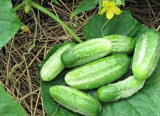 40+ Seeds Cucumber Nezhin - Vegetable Open-Pollinated