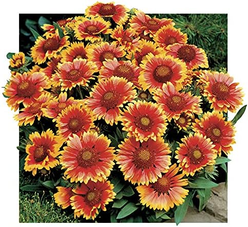 Park Seed Arizona Sun Blanket Flower Seeds, Award Winning Vibrant Orange Bloom, Pack of 25 Seeds