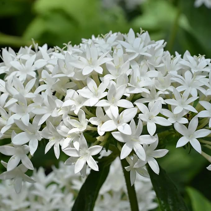 100+ Perennial Pentas Seeds for Planting Outdoor-Pentas Lanceolata Flowers Seeds Non-GMO -Egyptian Star Cluster Seed Lucky Star for Outdoor Garden