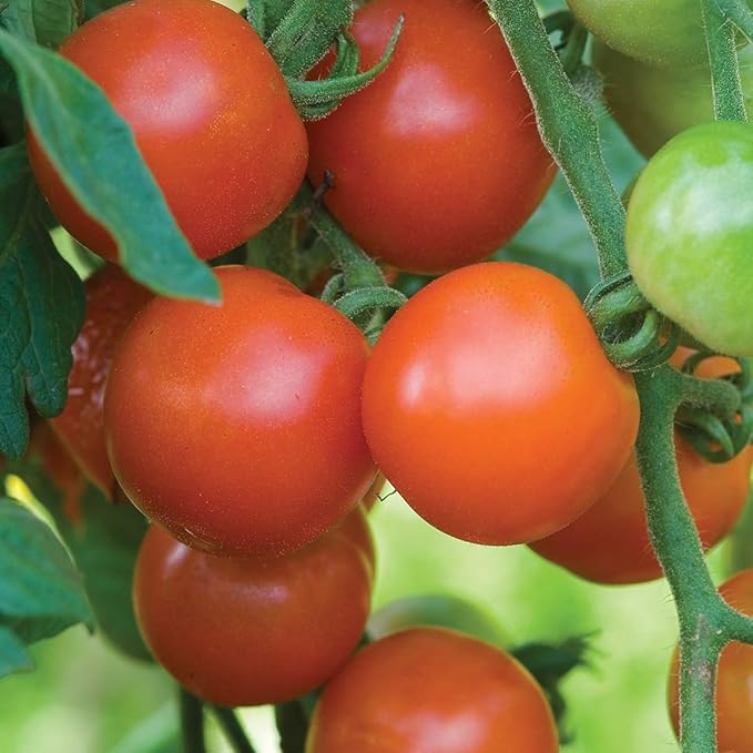 Burpee Gardener's Delight Tomato Seeds 150 seeds