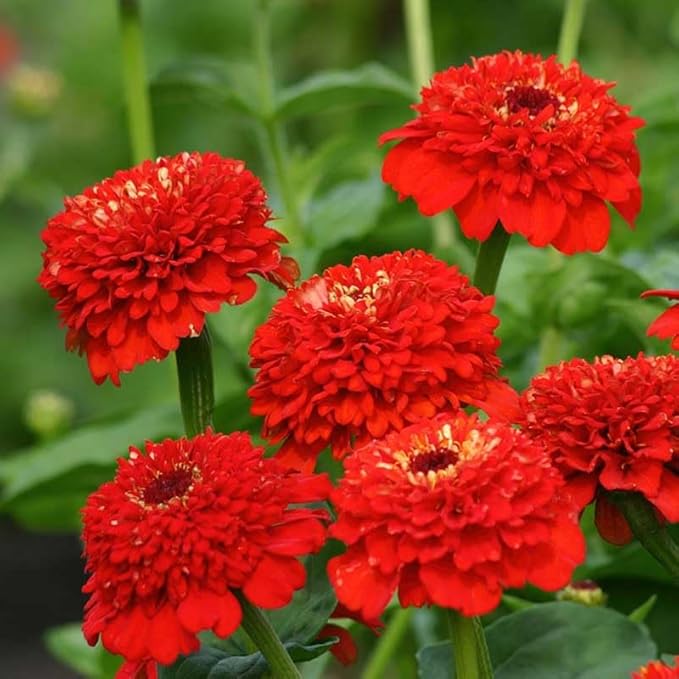 Eden Brothers Zinnia Seeds - Zinderella Red, Non-GMO Seeds for Planting, Packet | Low-Maintenance Flower Seeds, Plant During Spring, Zones 2, 3, 4, 5, 6, 7, 8, 9, 10, 11