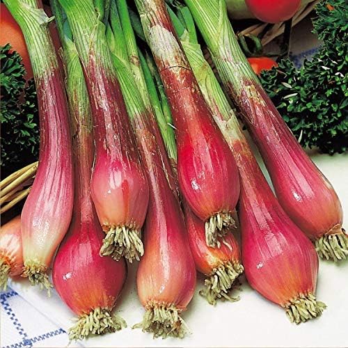 NIKA SEEDS - Seeds Vegetable Welsh Onion Red - 300 Seeds
