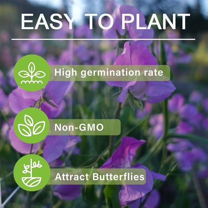 300+ Perennial Lathyrus Odoratus Flower Seeds for Planting Outdoors-Sweet Peas Vine Seed Annual Flower Seeds Fragrant Butterfly