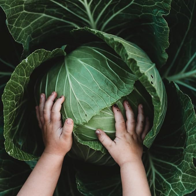Danish Ballhead Cabbage - 100 Seeds - Heirloom & Open-Pollinated Variety, Non-GMO Vegetable Seeds for Planting Outdoors in The Home Garden, Thresh Seed Company
