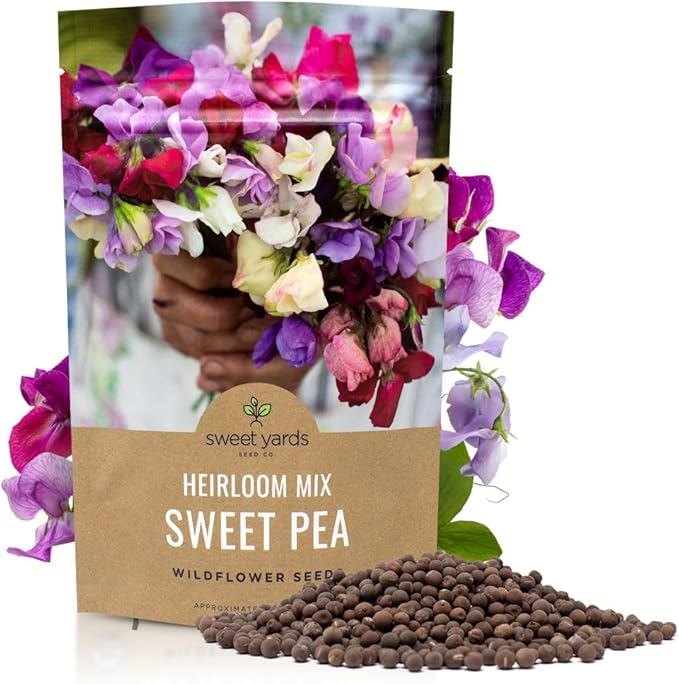 Sweet Pea Seeds Heirloom Mix - Bulk 1/4 Pound Bag - Over 1,400 Seeds - Large Fragrant Lavender, Purple, Red, Pink and White Blooms