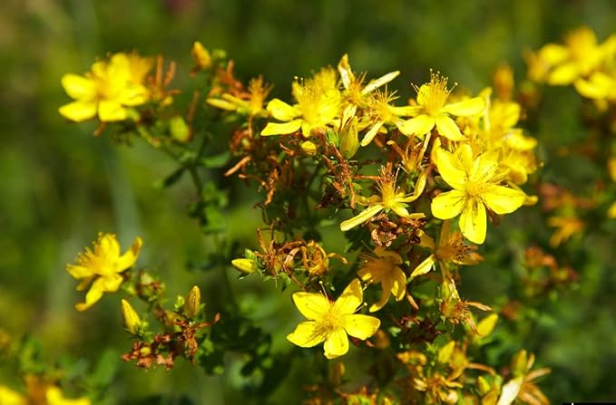 CEMEHA SEEDS - Seeds St. John's Wort Perennial Non GMO Herbs for Planting