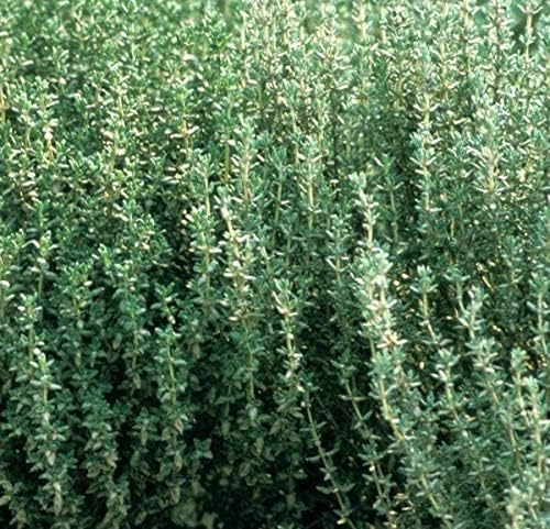 200+ Herb Thyme Seeds - Organic Heirloom Summer Herbs Seed - Made in USA - Non GMO Garden Seeds