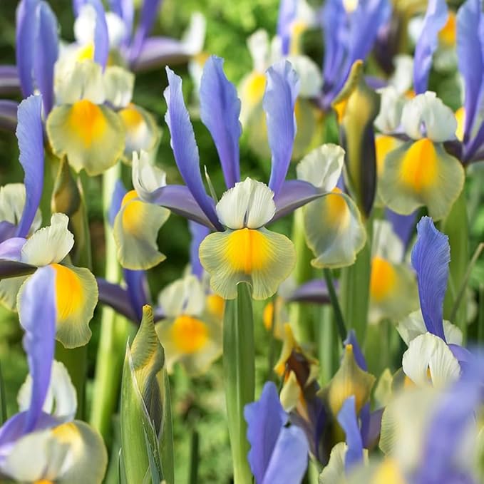 Votaniki Montecito & Miss Saigon Iris Mix Bulbs - Perennial Dutch Iris, Fragrant Blooms | Spring Flowering 30x Montecito and 30x Miss Saigon Iris Bulbs - Easy to Grow (60 Pack)