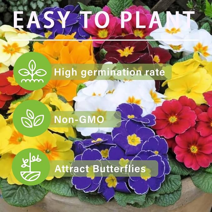 200+Mixed Primrose Primula Flower Seeds to Plant Outdoor-Perennial Primula Malacoides Seeds for Planting Non-GMO Heirloom