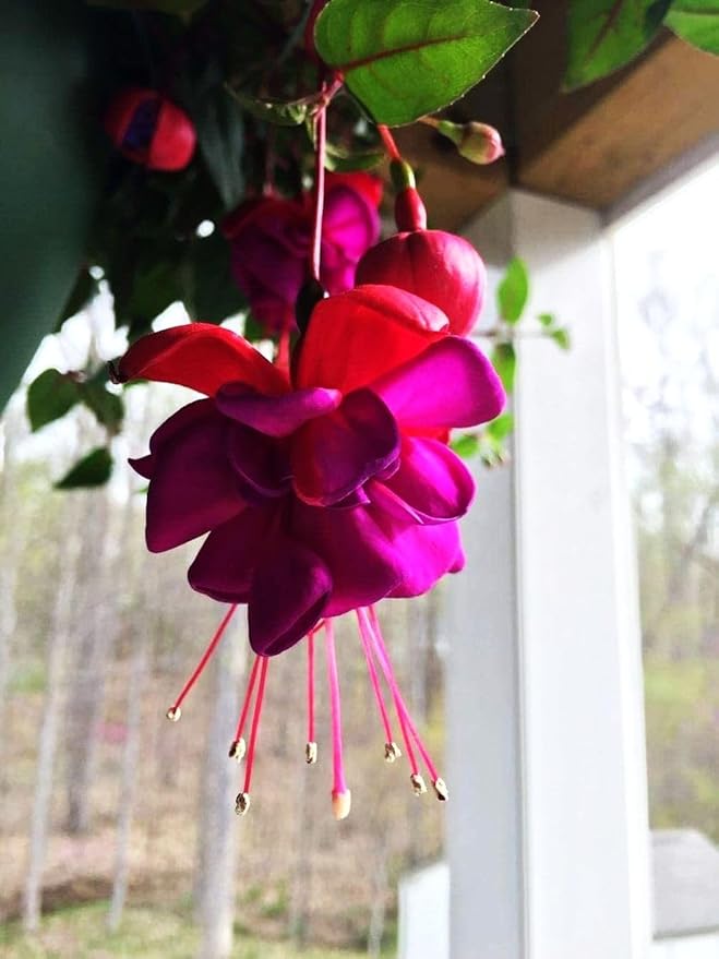 Fuchsia Flower Seeds Perennial Home Plant Bonsai 100 Pcs Seeds