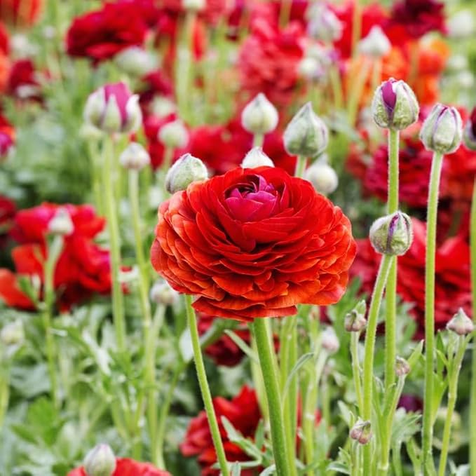 Set 50 Ranunculus Bulbs for Planting, Red Ranunculus Corms Bulk, Butterfly Ranunculus Flowers Bulbs Spring Fall, Peony Buttercup Ranunculus