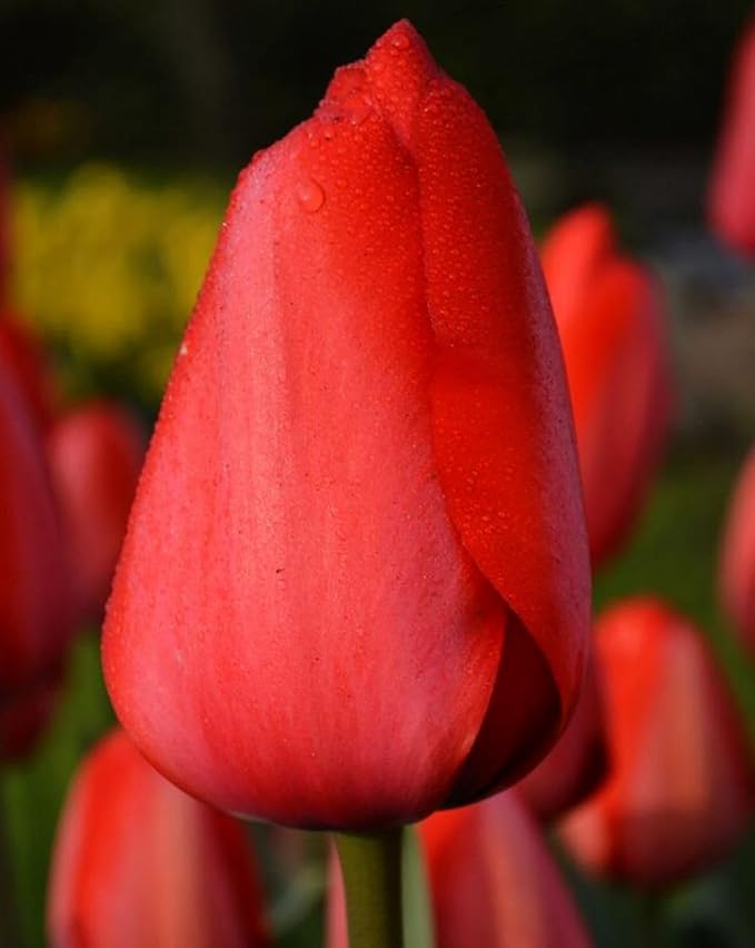 Tulipa Fringed Mixture Tulip Bulbs Size 11/12 for Planting - Plant in Fall, Winter or Early Spring (Red Emperor, 15, Count)