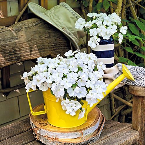 Park Seed Impatiens Flowering Plant Seeds, Shady Lady II White Hybrid, Pack of 30 Seeds