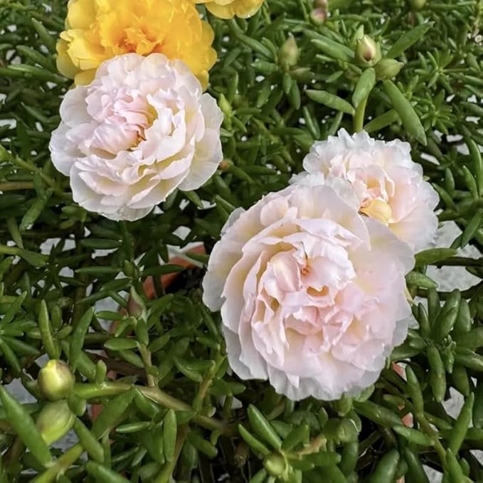 200+ Light Pink Moss Rose Seeds Portulaca Grandiflora Vietnam Rose Flowers Seeds Heirloom Succulent Ground Cover Flowers