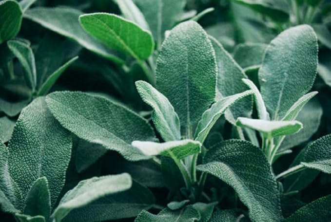 Broadleaf Sage Seeds,25 Count COOL BEANS N SPROUTS Brand. Herb. Heirloom. Non-GMO. Home Gardening.