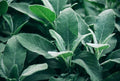 Broadleaf Sage Seeds,25 Count COOL BEANS N SPROUTS Brand. Herb. Heirloom. Non-GMO. Home Gardening.