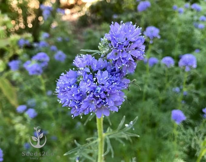 Globe Gilia Seeds, Gilia capitata, Pack of 5000 Seeds by Seeds2Go