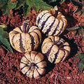 Park Seed Sweet Dumpling Acorn Squash Seeds – Single-Serving Fruits with Deep Ribbing and Rich Orange Flesh, High-Yield Compact Vines, Great Flavor and Storage, Easy to Grow and Harvest, Pack of 20