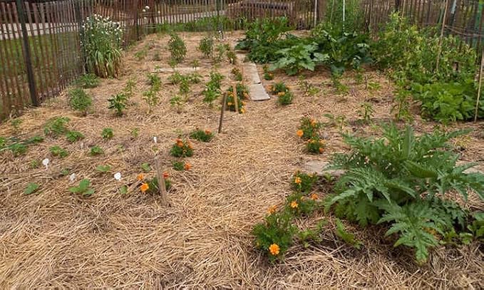 Premium Quality 1 Pound Garden Straw Natural Weed Control and Soil Insulation for Healthy Plants or Animal Bedding