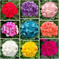 19+ Annual Geranium Flower Seed Mixes to Plant Outdoor Indoor Garden Growing-Non-GMO Heirloom Plant Seeds