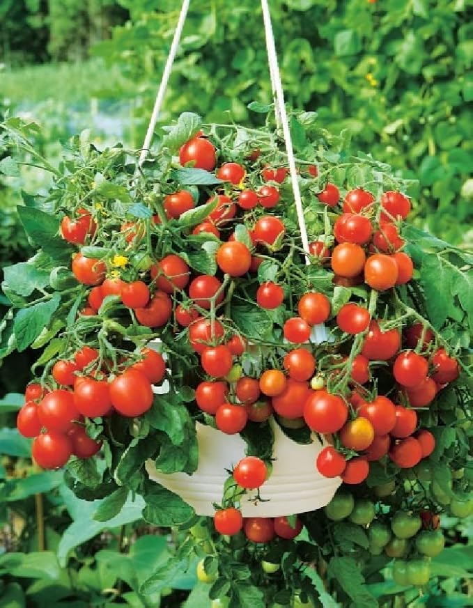 Seeds Indoor Red Tomato Red Robin - Year-Round to Plant - Heirloom Vegetable - GMO Free